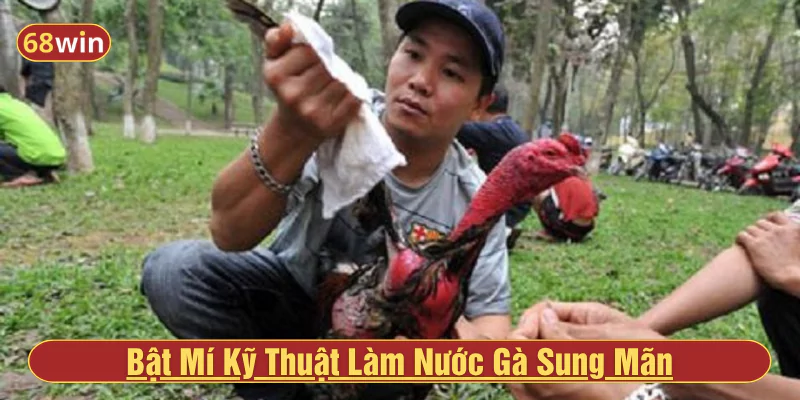 Bật Mí Kỹ Thuật Làm Nước Gà Sung Mãn - Gà Chiến Tỉnh Táo