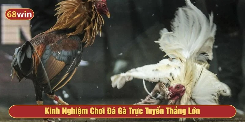 Tham khảo kinh nghiệm cược đá gà trực tuyến