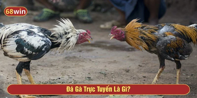 Tìm hiểu về hình thức đá gà online