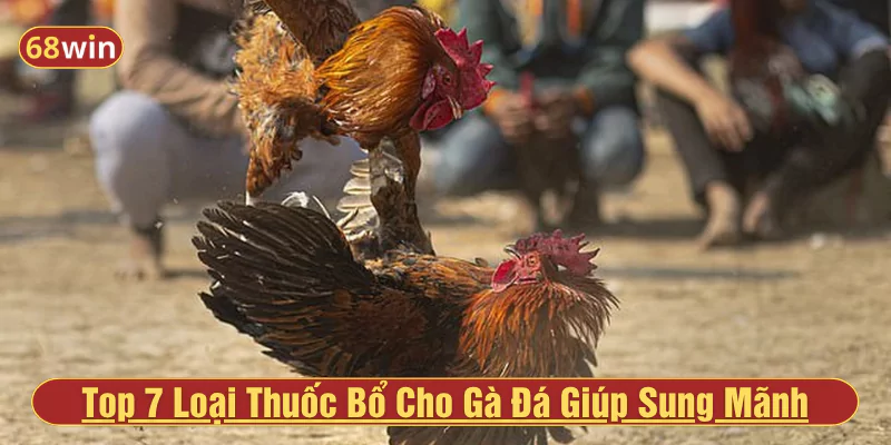 Top 7 Loại Thuốc Bổ Cho Gà Đá Giúp Sung Mãnh